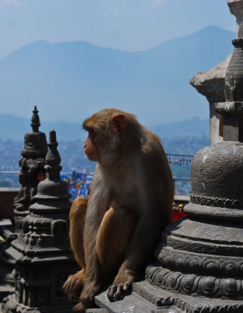 katmandu-el-templo-de-los-monos
