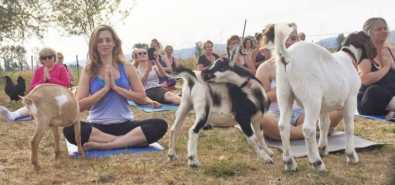 yoga, cabras